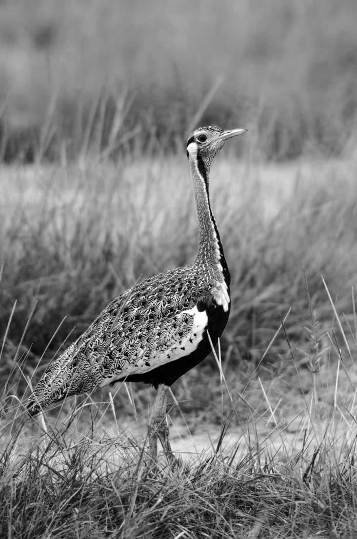 Black-Bellied Bustard in Tanzania - The Stealthy Stalkers of the Grasslands