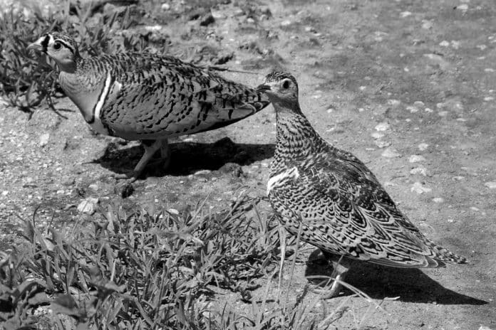 Black-faced Sandgrouse in Tanzania: Camouflaged Beauties of the Arid Plains