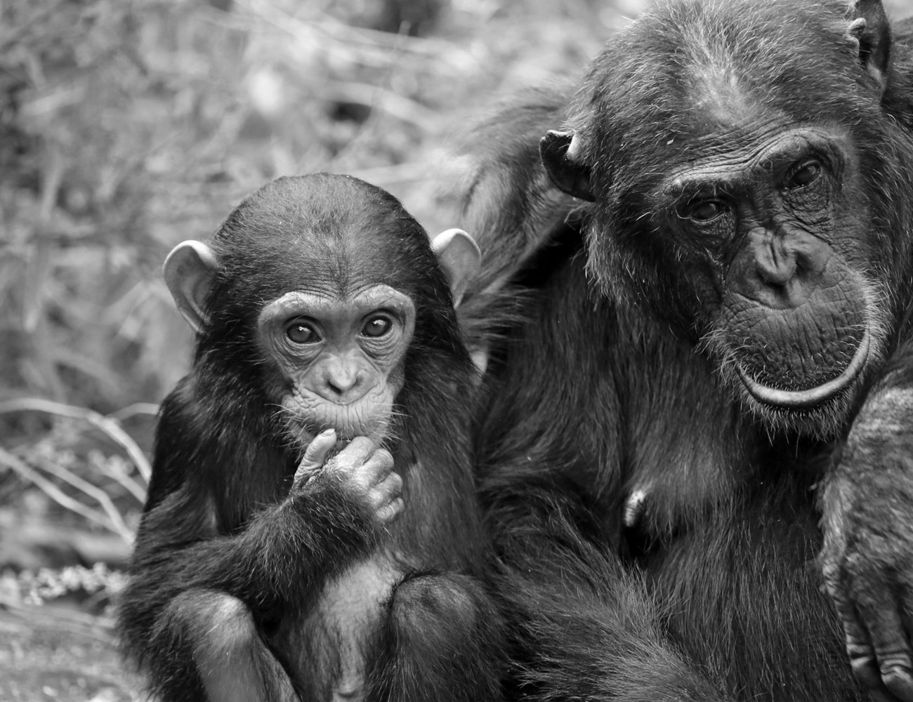 Chimpanzee's at Mahale Moutain National Park