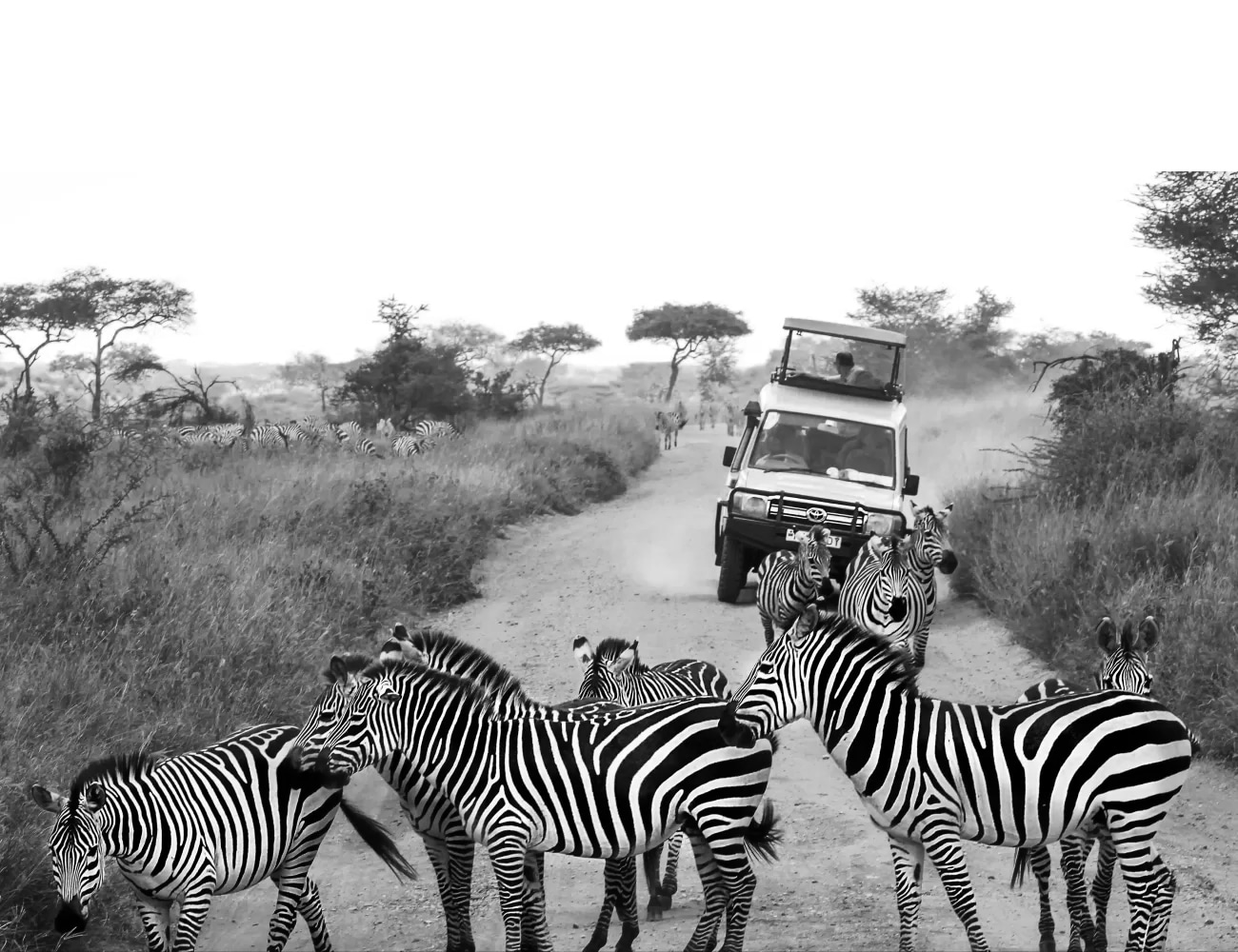 Close up View of Wildlife at the Serengeti