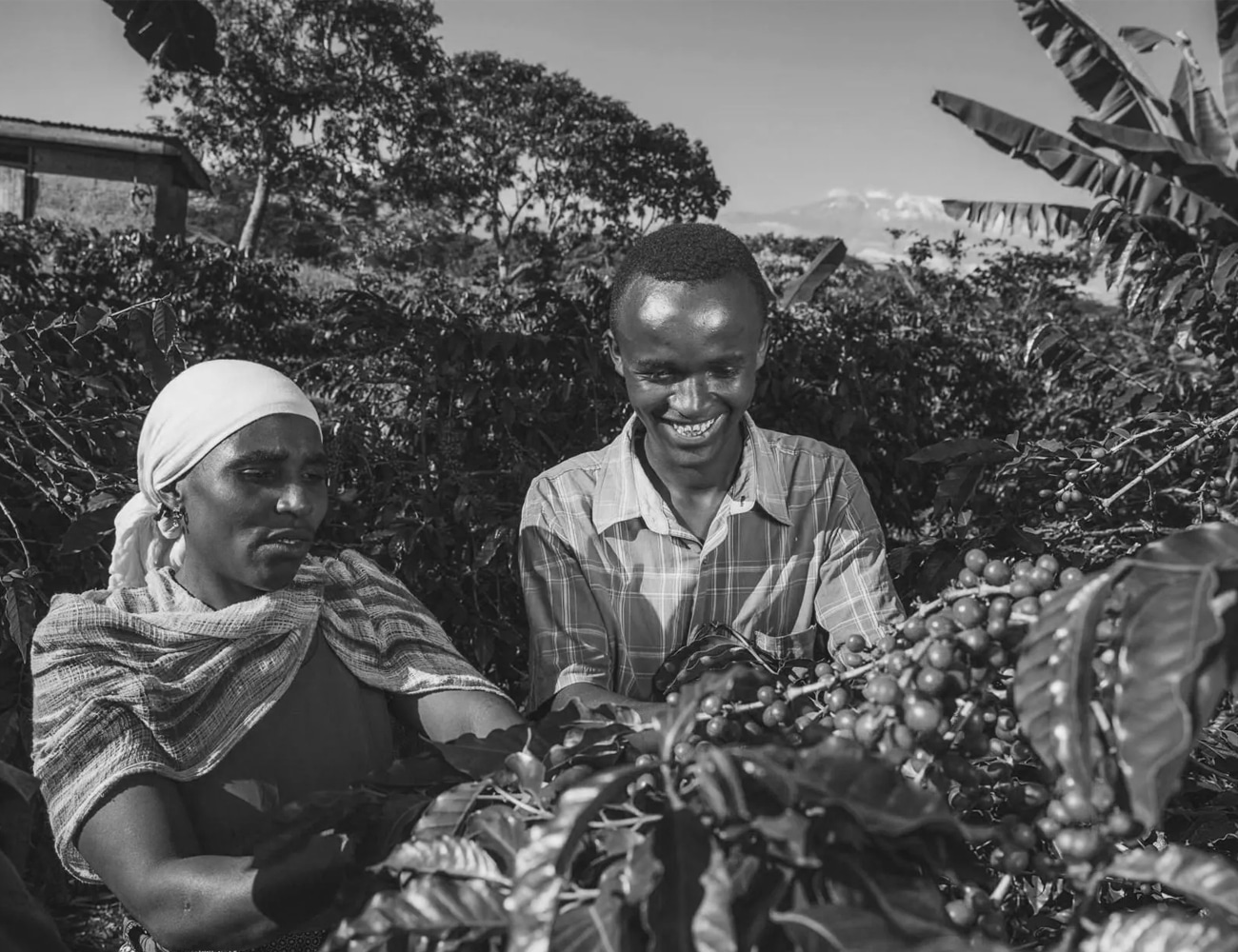 Coffee Farmers in Tanzania