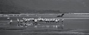 Flamingos at Lake Manyara