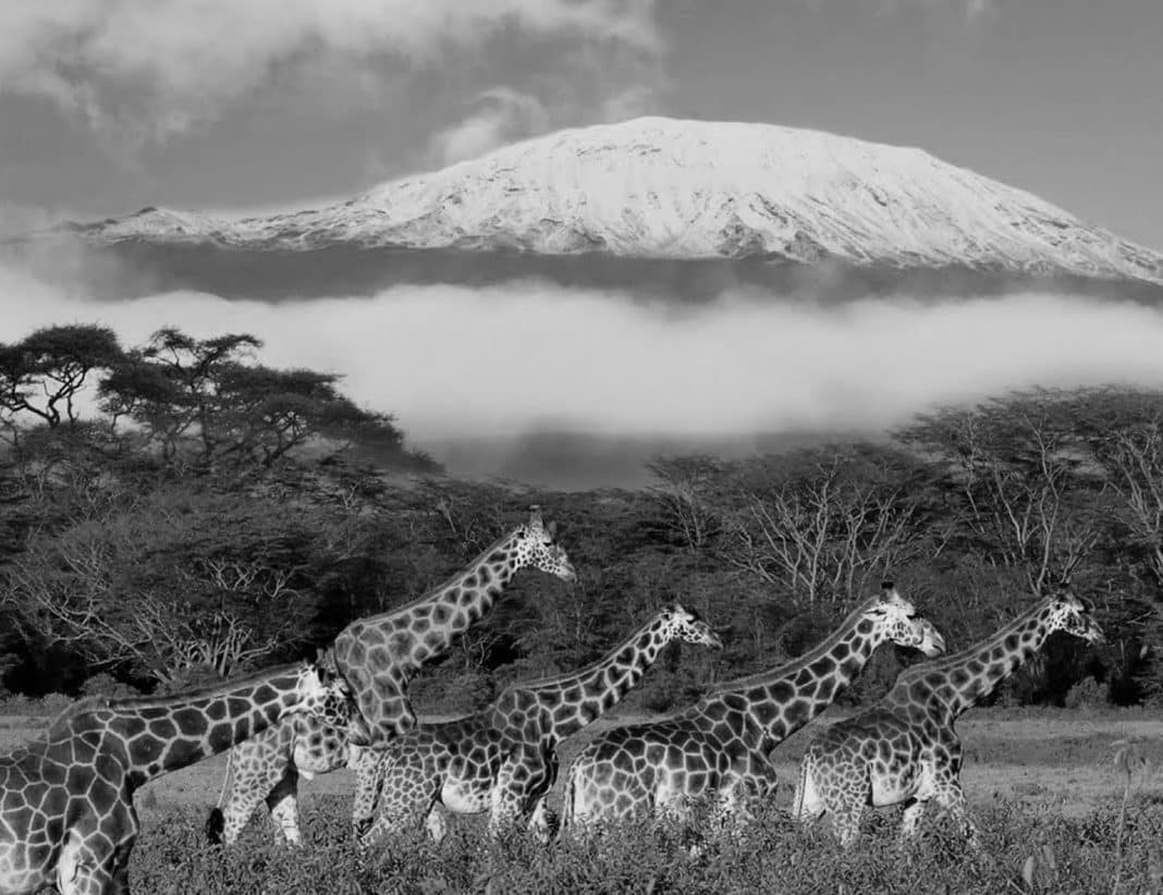 Discover the Untamed Beauty of Tanzania: Your Ultimate Africa Travel ...