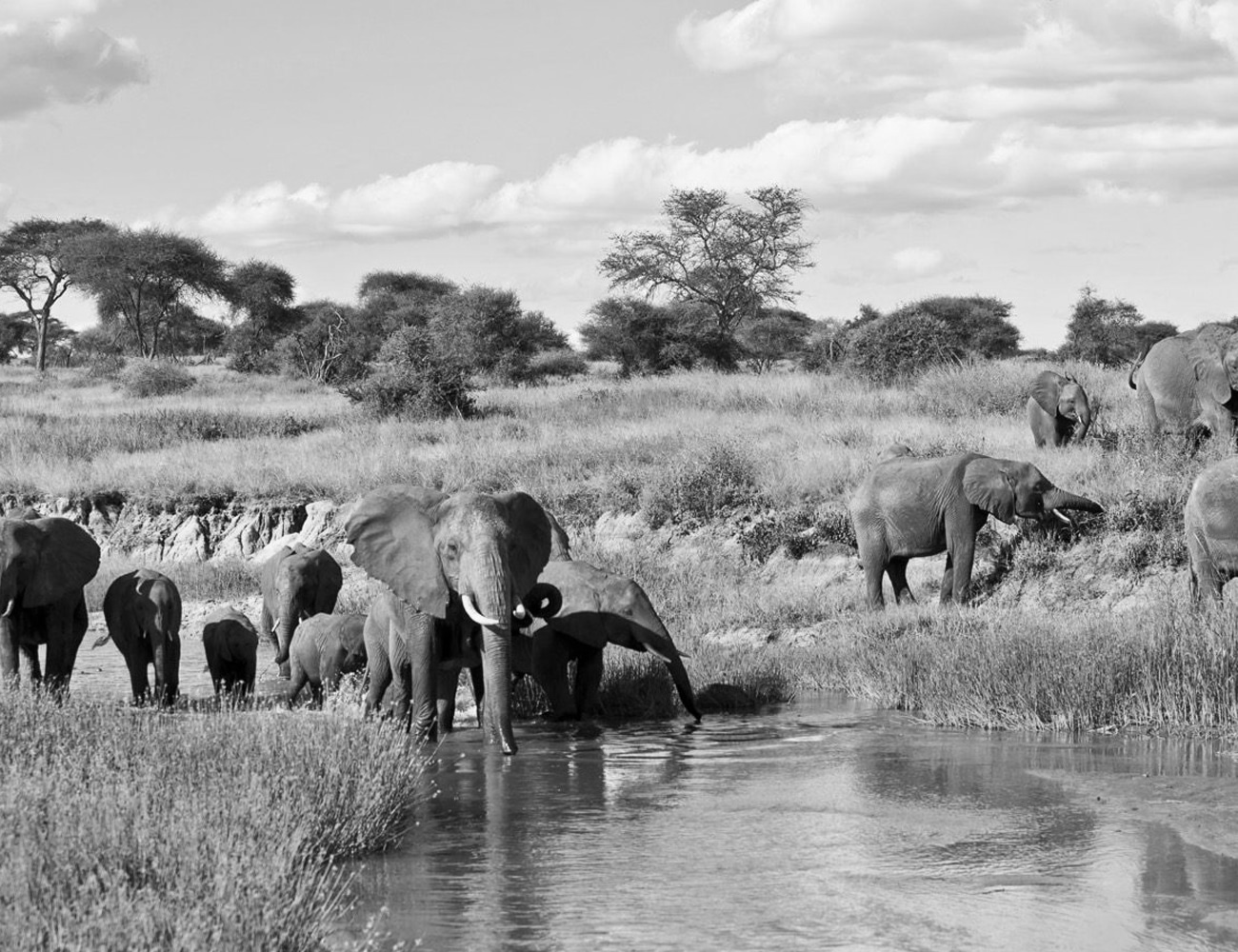 Elephants at Tarangire National Park