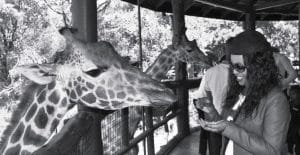The David Sheldrick Wildlife Trust and the Giraffe Centre, Nairobi