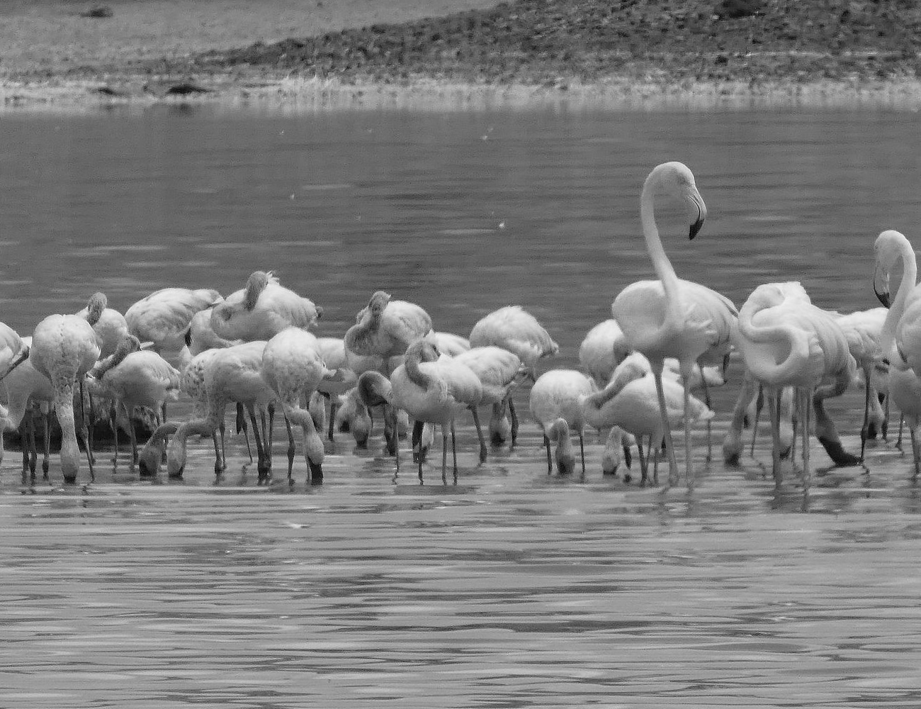 Flamingoes at Momela Lakes