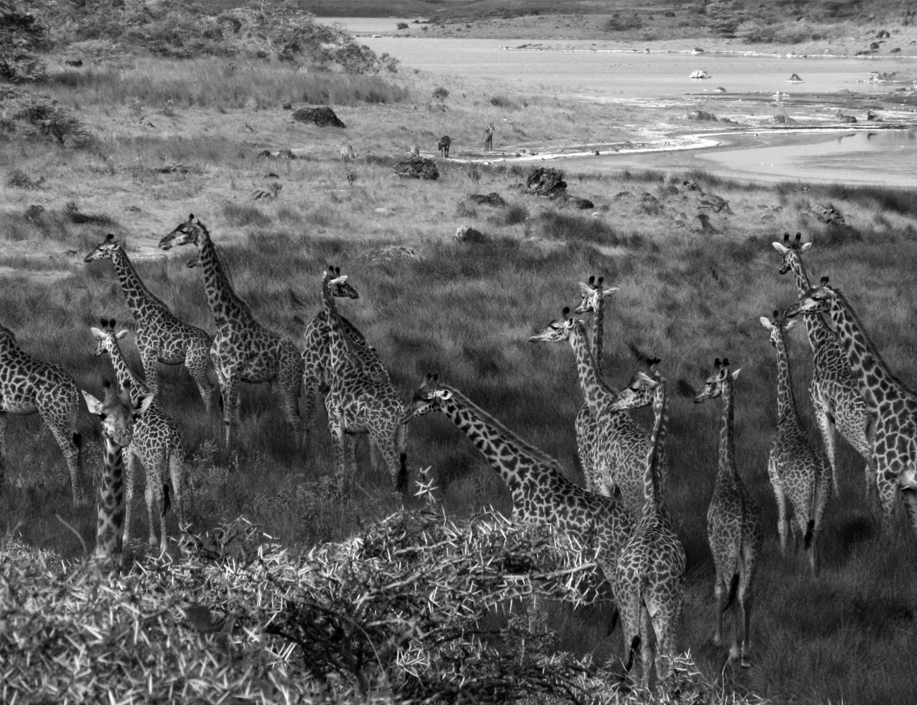 Giraffes at Arusha National Park