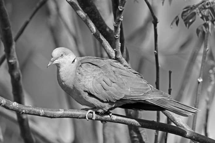 In the Heart of Tanzania: A Serenade with the Mourning Collared-Dove – Discover Its Unique Elegance and Haunting Melodies