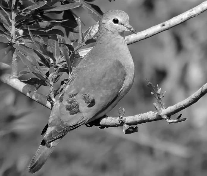 Jewel of the Forest: A Glimpse of the Emerald-Spotted Wood-Dove in Tanzania's Lush Greenery