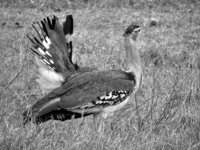 Kori Bustard in Tanzania - Discover the Fascinating World of Africa's Largest Flying Bird