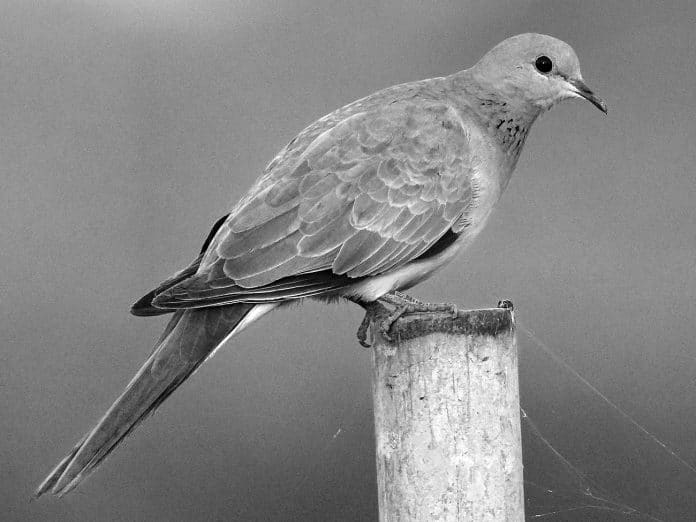 Laughing Dove - A Melodious Echo Through Tanzania’s Wilds