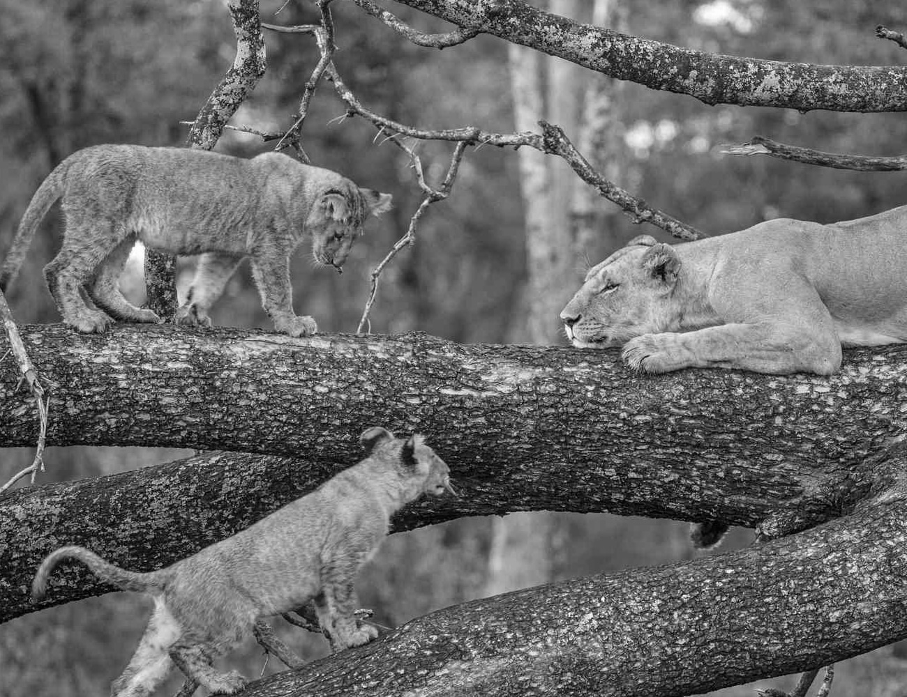 Lions at Lake Manyara National Park