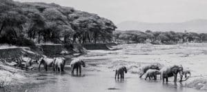 Ruaha national Park, Tanzania