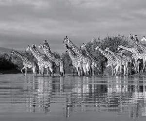 Giraffe crossing the river at Selous Game Reserve