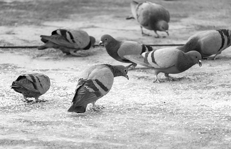 Pigeons feeding