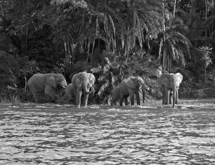 Rubondo Island National Park Tanzania Where Wildlife Roams Free and Fierce!