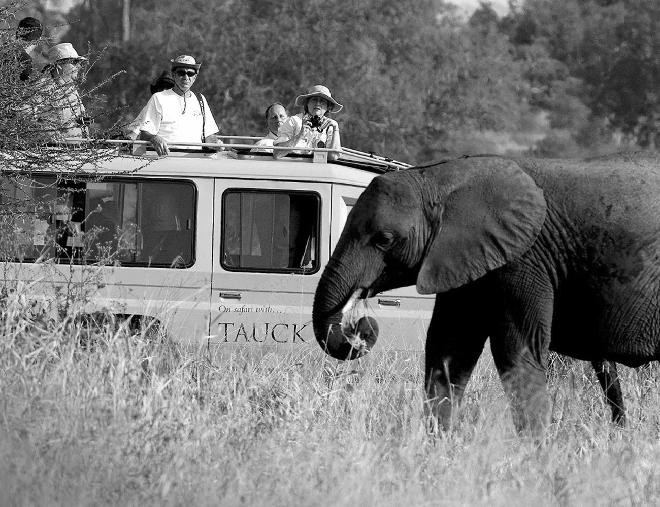 Safe Tours in Tanzania Safari's
