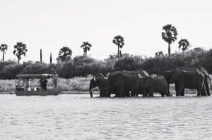 Elephants crossing the river at Selous Game Reserve