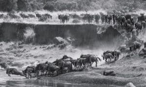 Wildbeest Crossing River Mara at Serengeti national Park