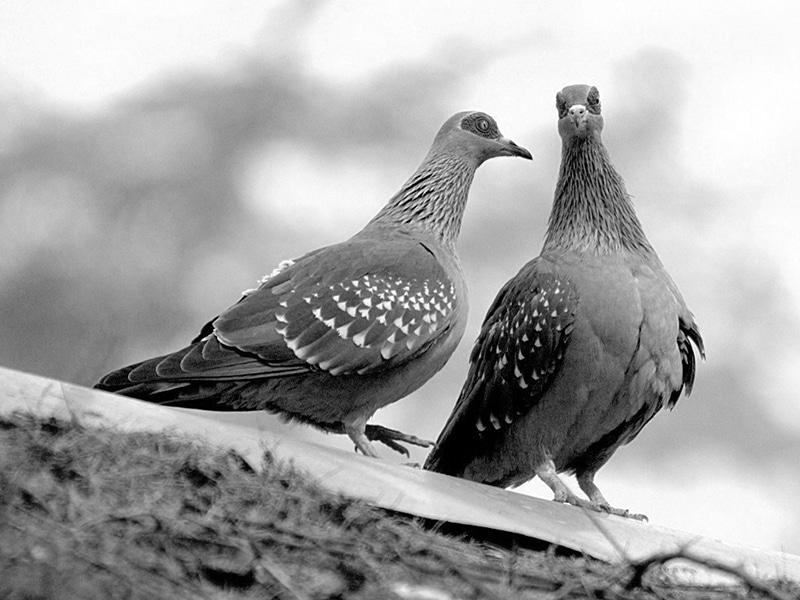 Speckled Pigeon courting each other