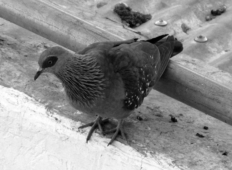 Speckled Pigeon on a roof of a house in Arusha