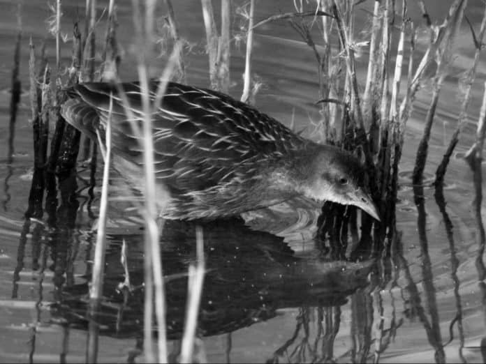 Striped Crake in Tanzania: Mysteries of the Stripes in East African Wetlands