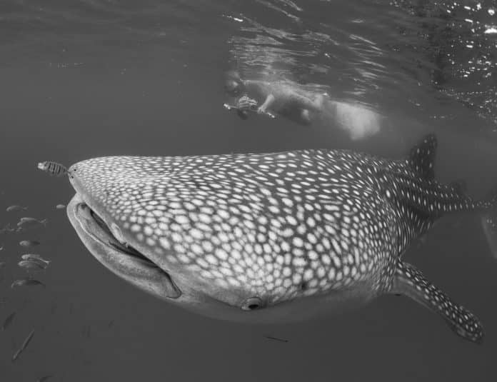 Swim with Giants Discover the Magical World of Mafia Island Whale Sharks in Tanzania!