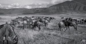 Ngorongoro Crater, a UNESCO World Heritage Site
