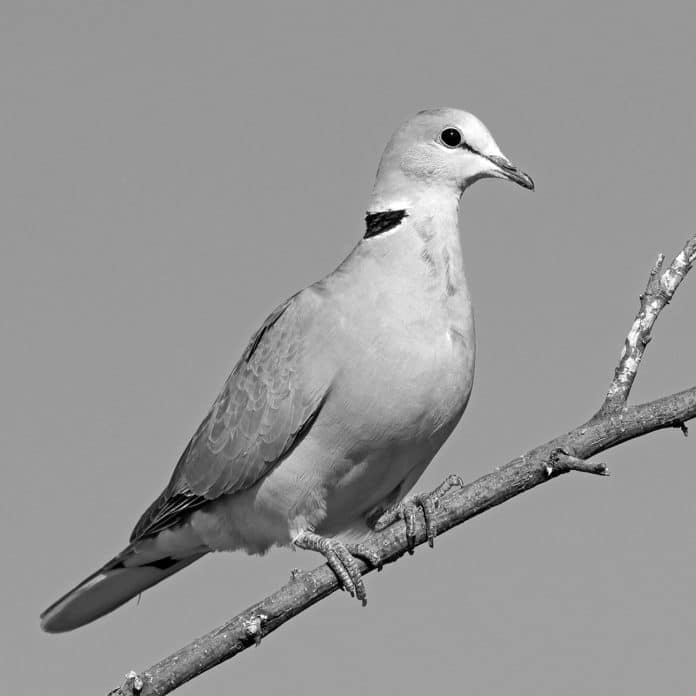 The Enigmatic Ring-Necked Dove in Tanzania - Secrets of Its Grace and Resilience