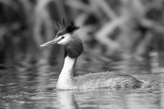 The Great Crested Grebe in Tanzania - An Enchanting Waterbird Species Worth Discovering