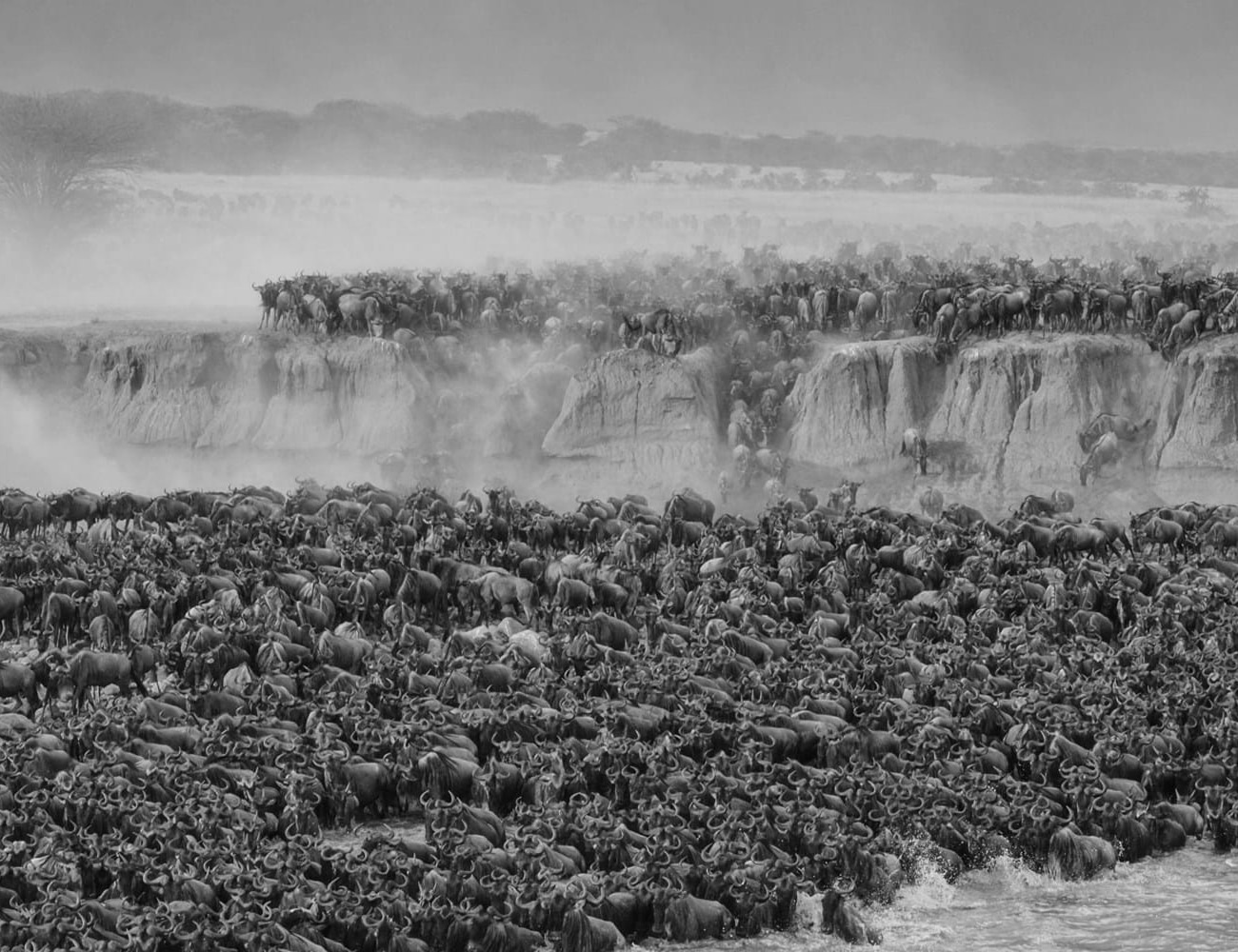 The Great Wildebeest Migration