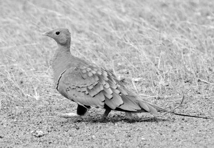 The Phantom of the Tanzanian Savanna - The Chestnut-Bellied Sandgrouse, a Master of Disguise and a Living Treasure
