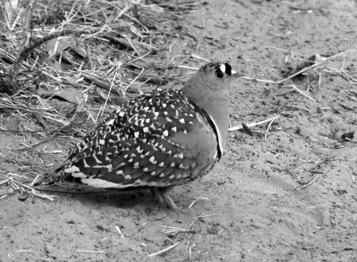 The Sandgrouse - A Master of Heat Survival in Tanzania