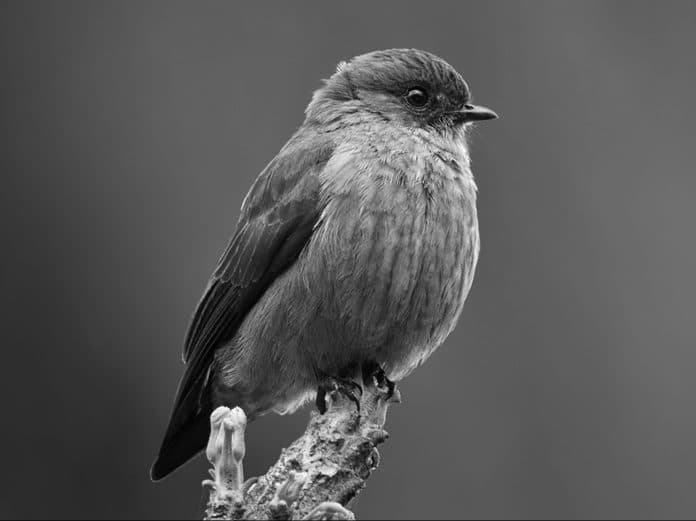 Unveiling the Mysteries of the Sooty Flycatcher in Tanzania's Untouched Wilderness