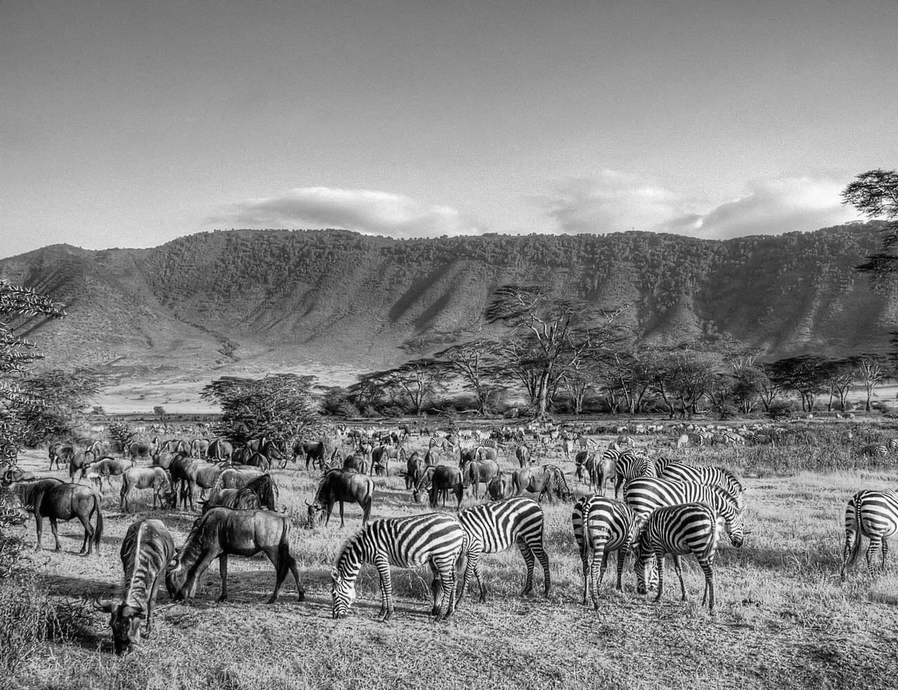 Views of Beautiful Tanzania Wildlife