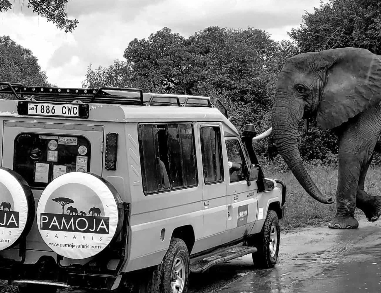 Wildlife Encounters at Arusha