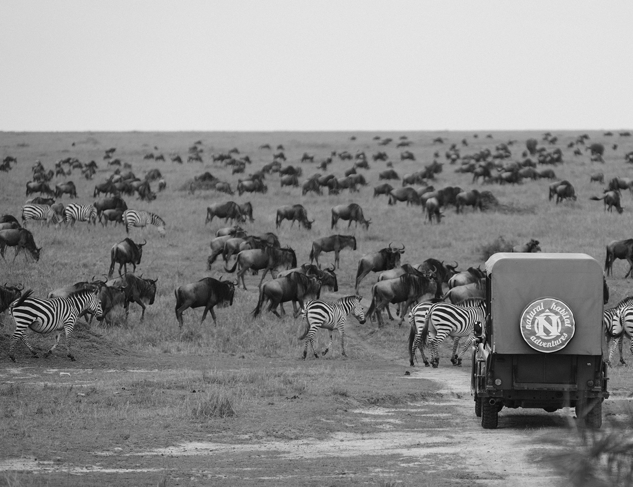Wildlife Tour at the Serengeti National Park