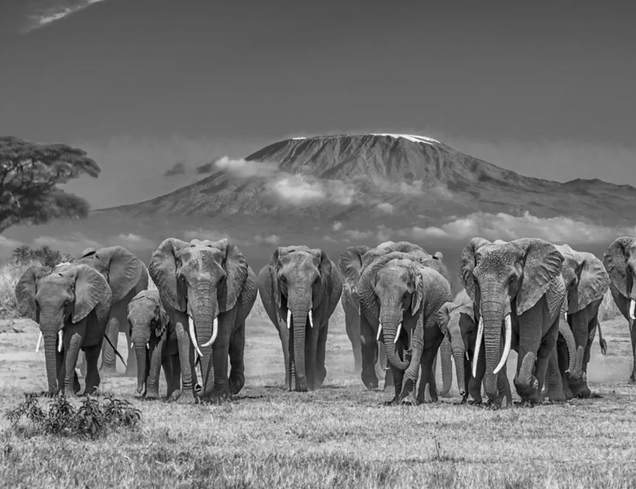 Wildlife and a View of Mount Kilimanjaro
