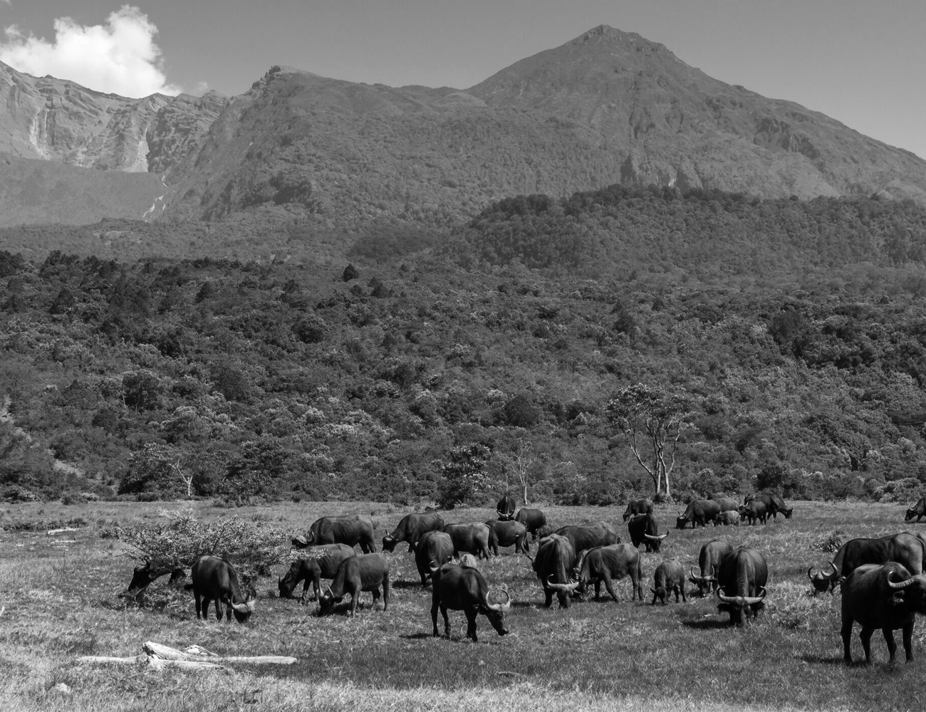 Wildlife at Arusha National Park
