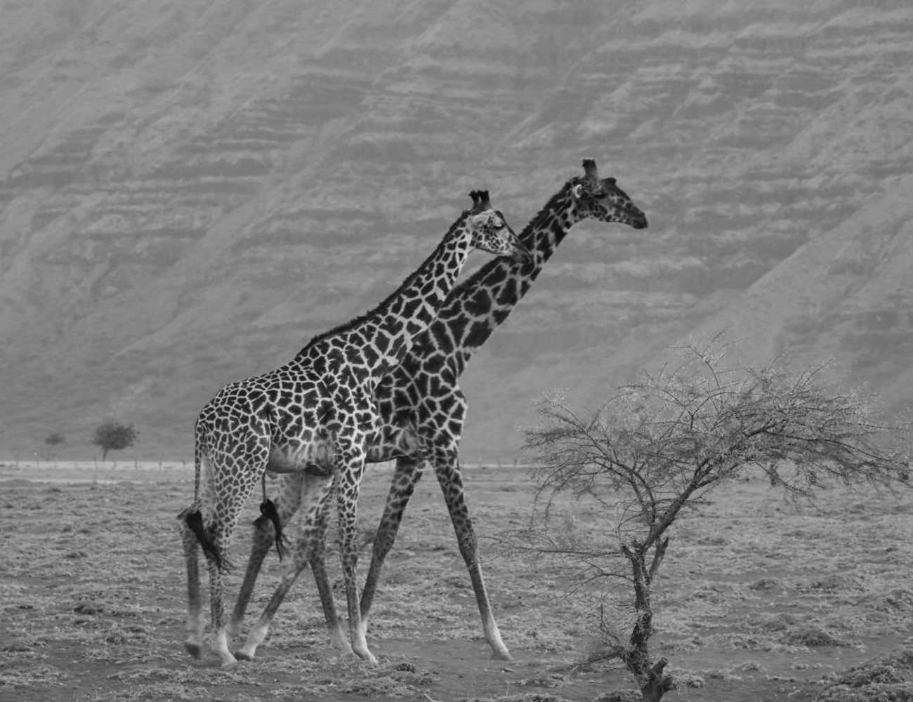 Wildlife at Giraffe Eco Lodge