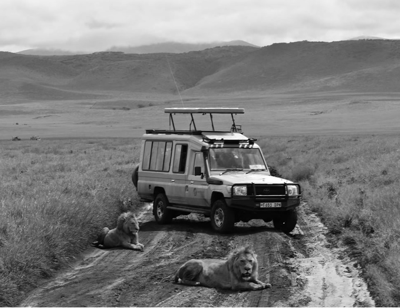 Wildlife at Ngorongoro Conservation Area