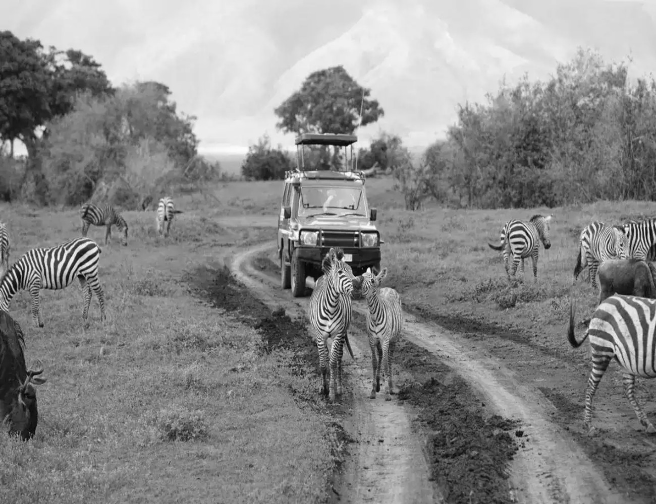 Wildlife at a Safari in Tanzania