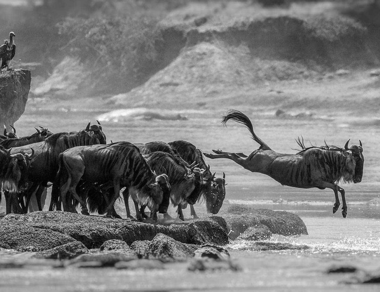 Wildlife at the Serengeti National Park