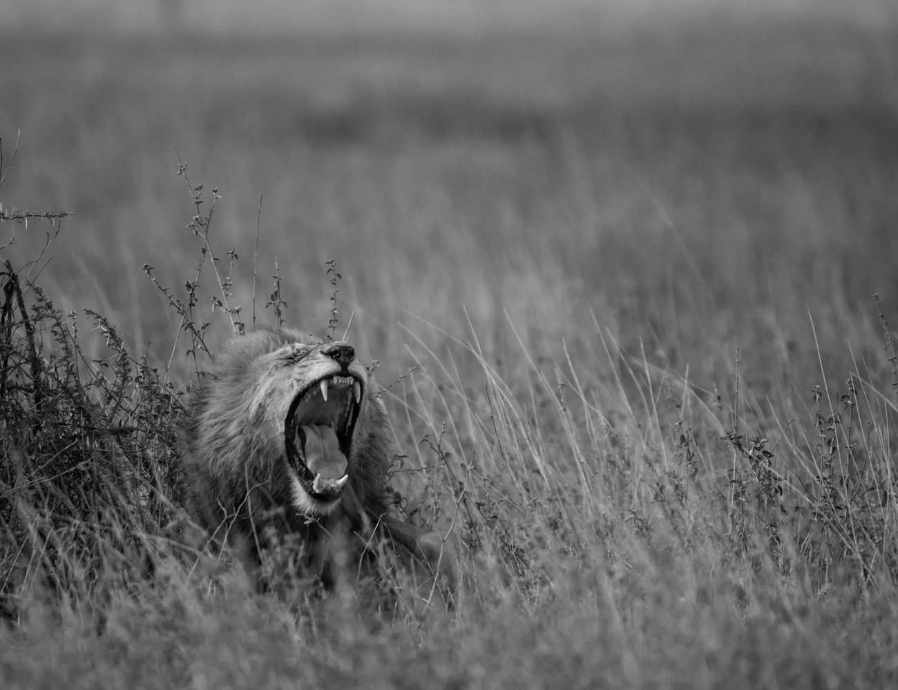 Wildlife at the Serengeti Park