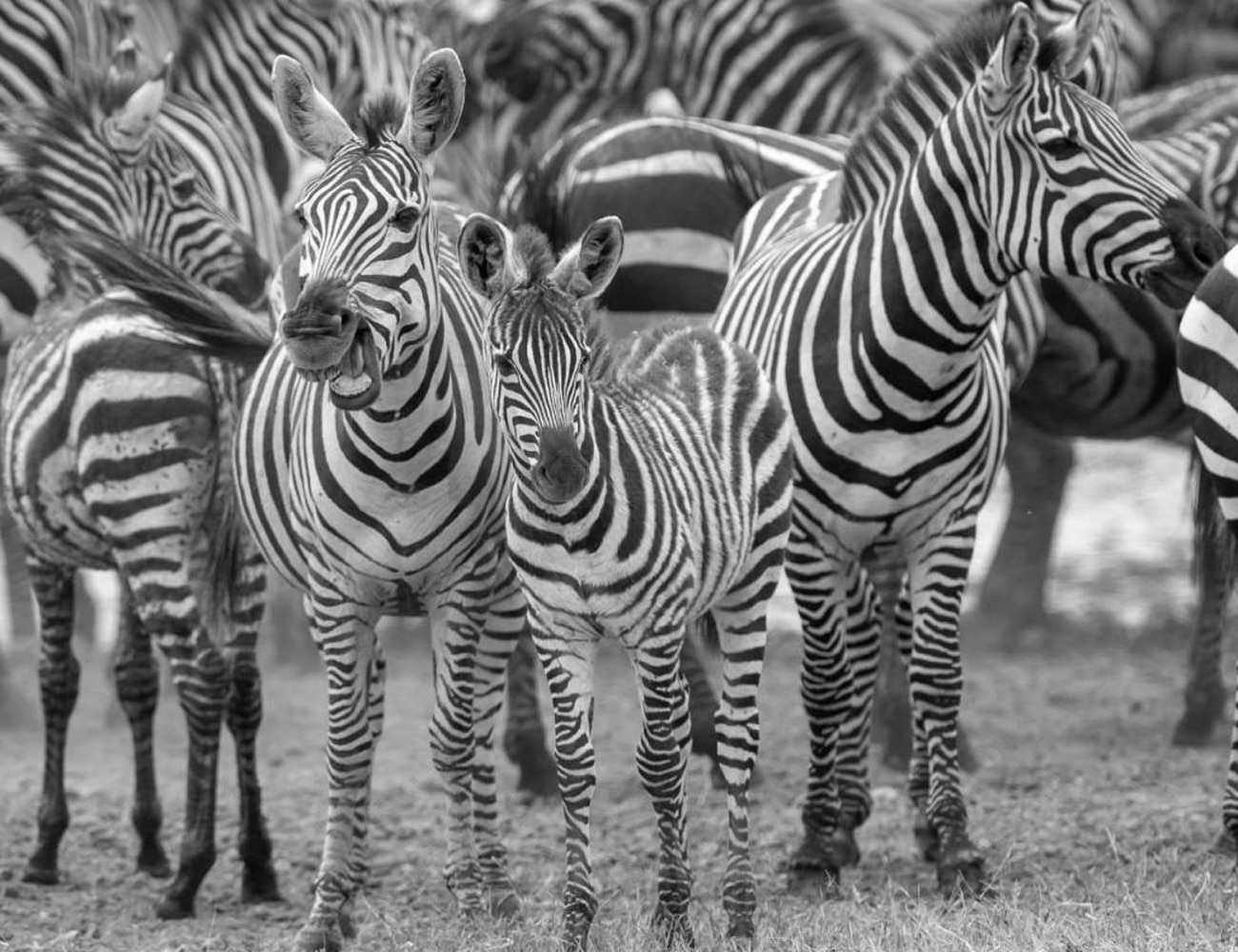 Wildlife at the Serengeti