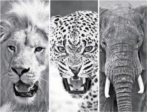 Lion, elephant and leopard