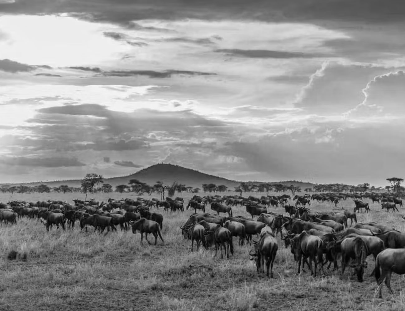 Wildlife in The Serengeti