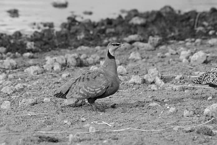 Yellow-Throated Sandgrouse in Tanzania: Desert Nomads with a Splash of Color