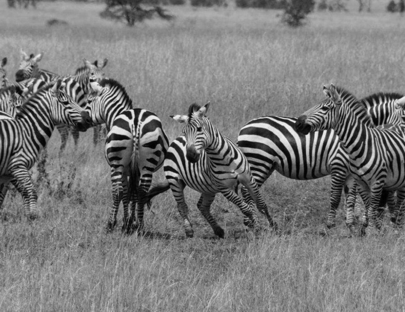 Zebras at the Serengeti National Park