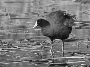 The dazzling world of the red-knobbed coot in Tanzania! 